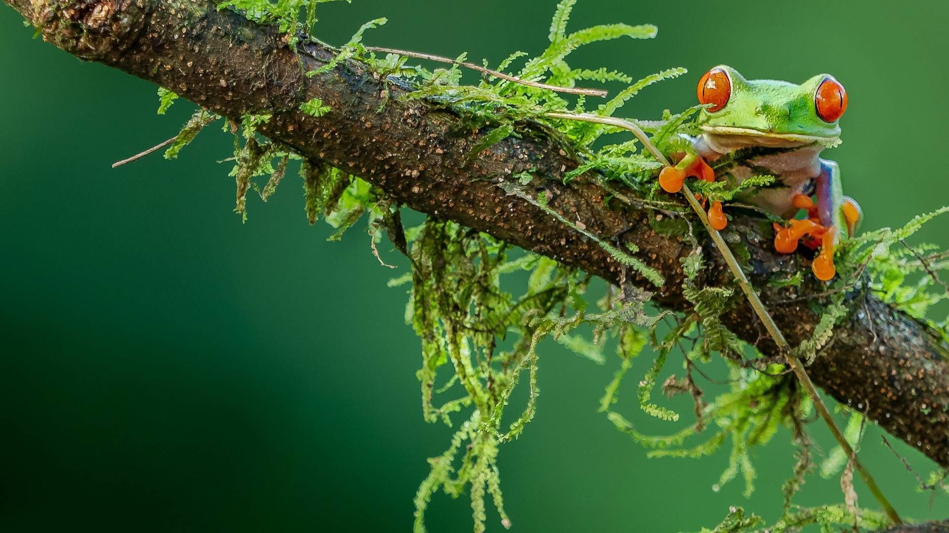 Webinar On-Demand: The New Age of REDD+: What's reshaping the next generation of forest carbon projects? 